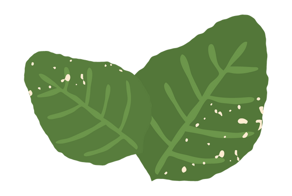 Local Dried Basil image