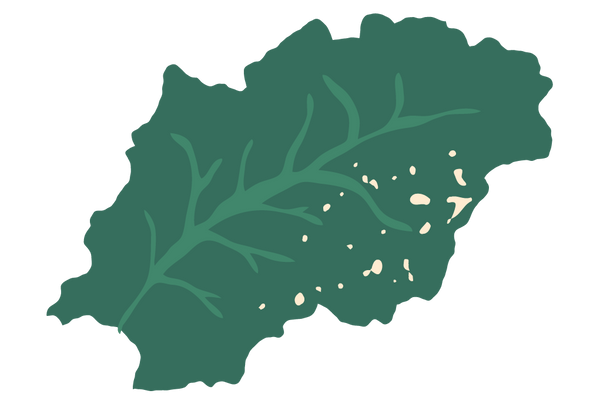 Curly Kale image