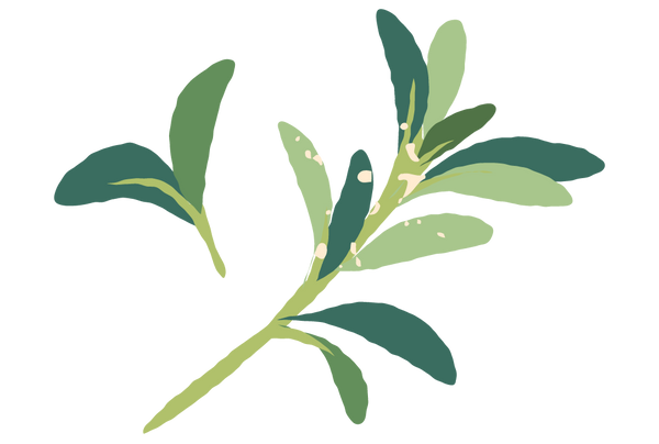 Organic Rosemary & Thyme image